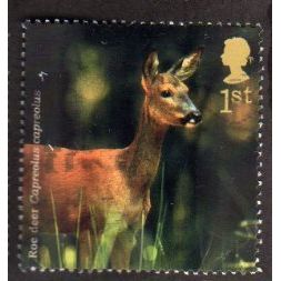 Great Britain 2004 Woodland Animals 1st Roe Deer Used SG 2480 Sc 2229 stamp
