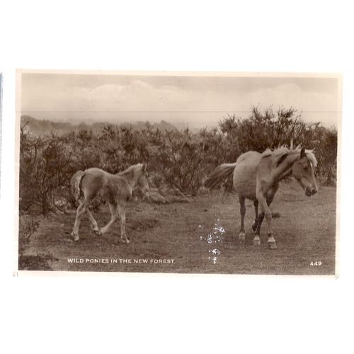 WILD PONIES IN THE NEW FOREST used vintage postcard RP 1957 postmark =