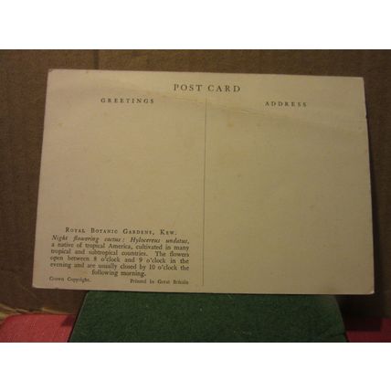 CACTI, ROYAL BOTANIC GARDENS, KEW LONDON .. unused vintage postcard =