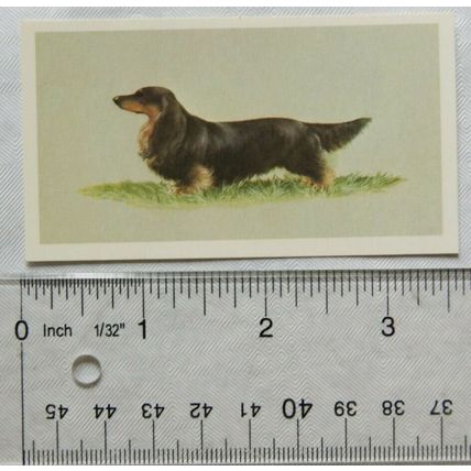 1979 Grandee Top Dogs Card No. 21 Dachshund, Miniature long haired