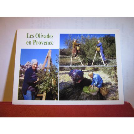 OLIVE PICKING, PROVENCE, FRANCE used postcard 2002 pm #