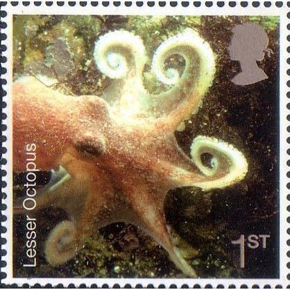 Great Britain 2007 Sea Life 1st Lesser Octopus Unmounted Mint NHM SG 2704 stamp