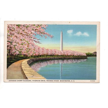 VINTAGE LINEN POSTCARD JAPANESE CHERRY BLOSSOM POTOMAC RIVER WASHINGTON (4053)