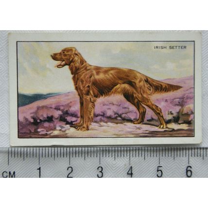 1936 Gallaher Dogs 1st Series No. 14 The Irish Setter