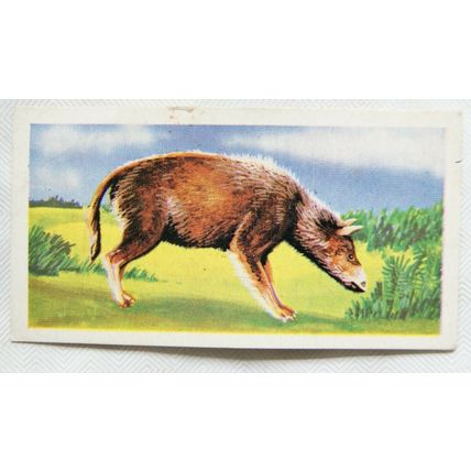 1962 Coopers Tea card Prehistoric Animals No. 1 Hyracotherium