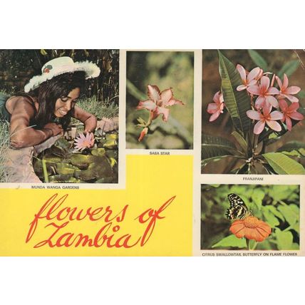 Munda Wanga Gardens Flowers Of Zambia Butterfly Postcard