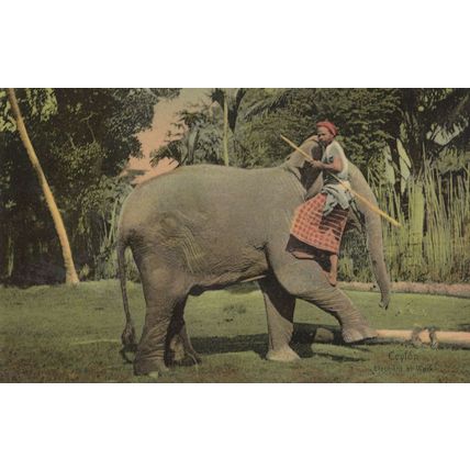 Ceylon Indian Man Riding Elephant Trunk 1960s Postcard