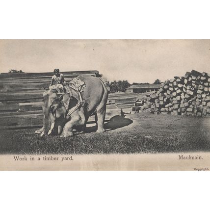Maulmain Indian Elephant Work in Timber Yard Antique Postcard