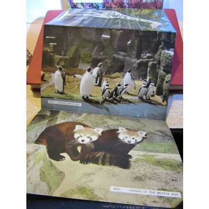Bristol Zoo Gardens, unused lettercard by Harvey Barton 1960s #
