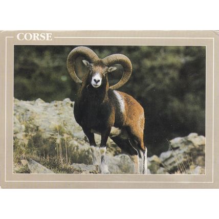 Mouflon Corsica Postcard posted 1994 VGC