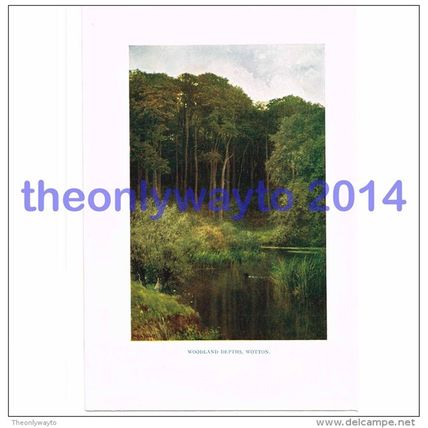 Woodland Depths, Wotton, Surrey, England, Book Illustration (Print), 1922