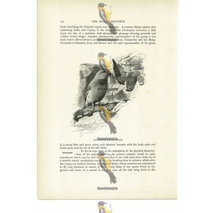 Brue Crowned Hanging Parrots, Animal Book Illustration (Print), c1916