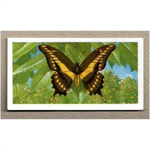 1964 Brooke Bond BUTTERFLIES OF THE WORLD Tea card 48