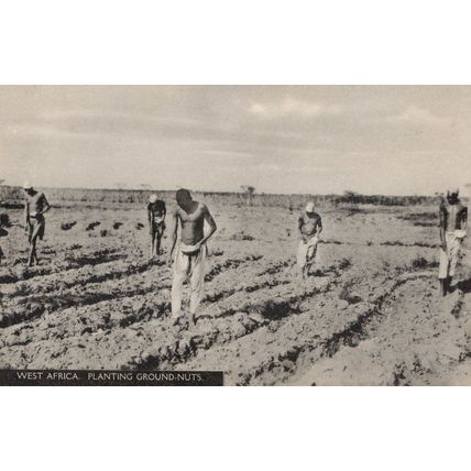 South Africa Planting Ground Nuts Industry Agriculture Old Postcard