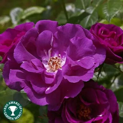 Rose Plant in Pot 'Rhapsody in Blue' Floribunda Bush Garden Ready Live Shrub