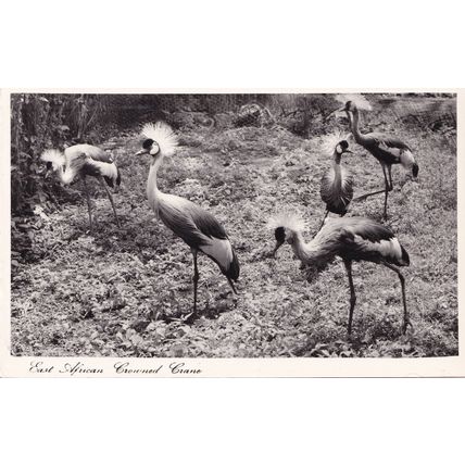 East African Crowned Crane Bird Postcard