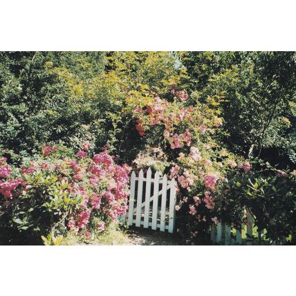 Old Vicarage Gardens East Ruston Gate Rare Norfolk Postcard