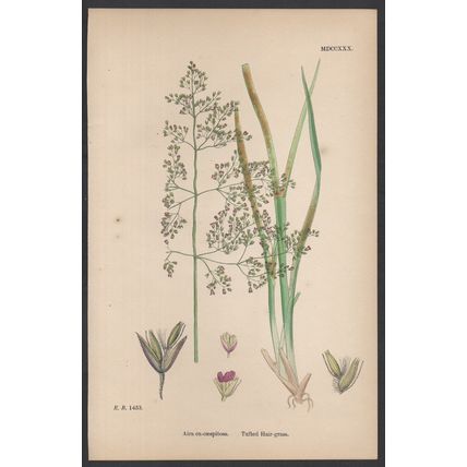 TUFTED HAIR-GRASS 1872 John Edward Sowerby PLANT PRINT