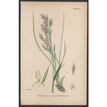UPRIGHT PERENNIAL BROME-GRASS 1872 John Edward Sowerby PLANT PRINT