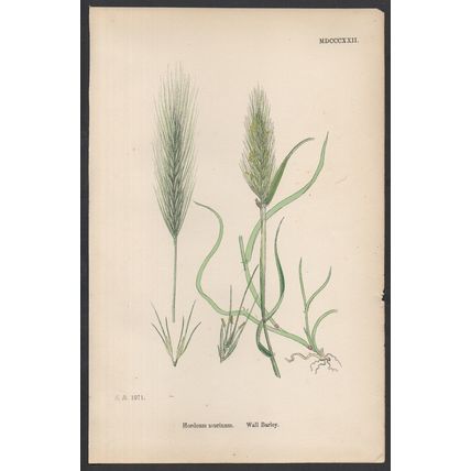 WALL BARLEY 1872 John Edward Sowerby PLANT PRINT