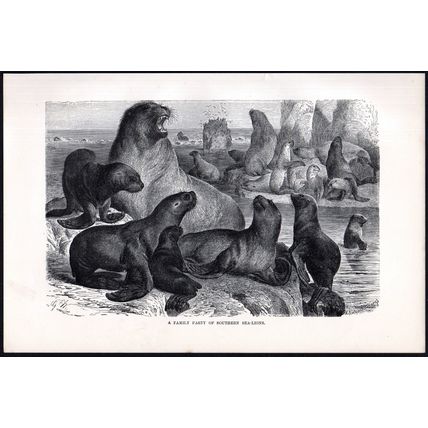 A FAMILY PARTY OF SOUTHERN SEA-LIONS 1894 Gustav Mützel VICTORIAN ENGRAVING