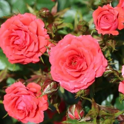 Rose Plant in Pot 'Birthday Wishes' Repeat Flowering Bush Garden Ready Shrub