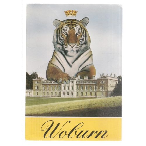 WOBURN WILD ANIMAL KINGDOM, WOBURN ABBEY, unused postcard. tiger =