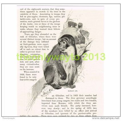 BARBARY APE, BOOK ILLUSTRATION (PRINT), c1916