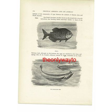 Piraya & Double Eyed Fish, Animal Book Illustration (Print), c1916