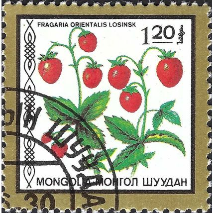 MONGOLIA, FRUIT, Fragaria orientalis, gold 1987, 1.20togrog
