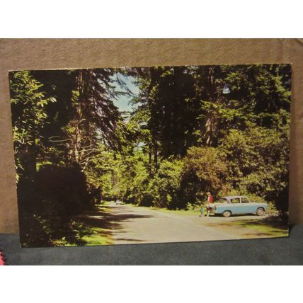 IN THE NEW FOREST used postcard 1969 postmark =