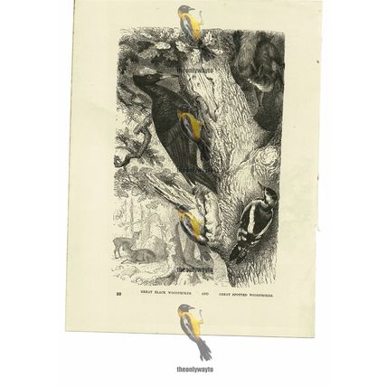 Great Black & Great Spotted Woodpecker, Book Illustration (Print), 1884
