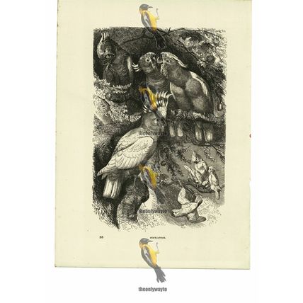 Cockatoos, Book Illustration (Print), 1884