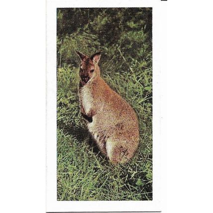 Wild Animals 1958 Horniman's Tea Card 6 - Wallaby
