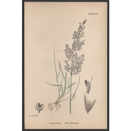 BROWN BENT-GRASS 1872 John Edward Sowerby PLANT PRINT