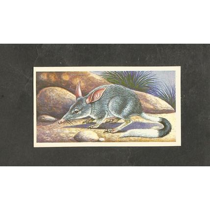 Brooke Bond Incredible Creatures Thick Back Sticker # 10 Rabbit Eared Bandicoot