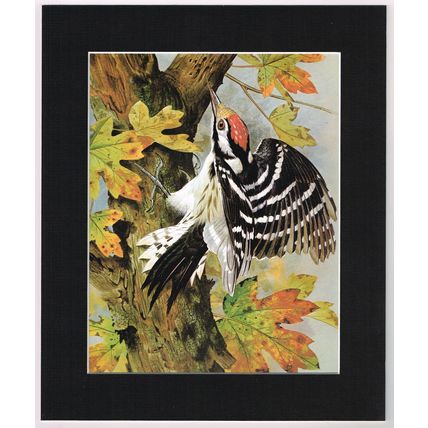 Lesser Spotted Woodpecker Mounted Bird Picture Print Black 10 inch x 12 inch