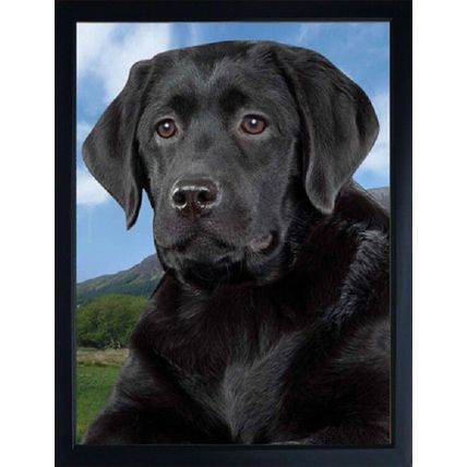 Black Labrador 3D fridge magnet Great Christmas stocking filler