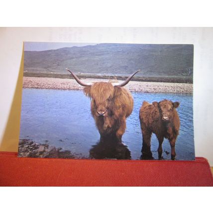 HIGHLAND COW WITH CALF, Scotland unused vintage postcard by W. S. Thomson =