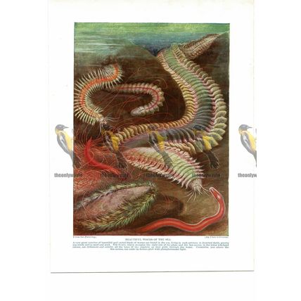 Beautiful Worms of the Sea, Book Illustration (Print), c1925