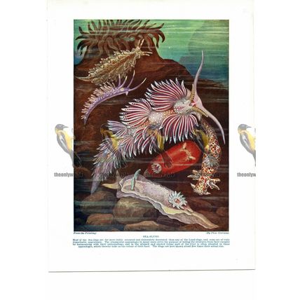 Sea Slugs, Book Illustration (Print), c1925