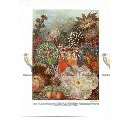 Anemones of the Southern Seas, Book Illustration (Print), c1925