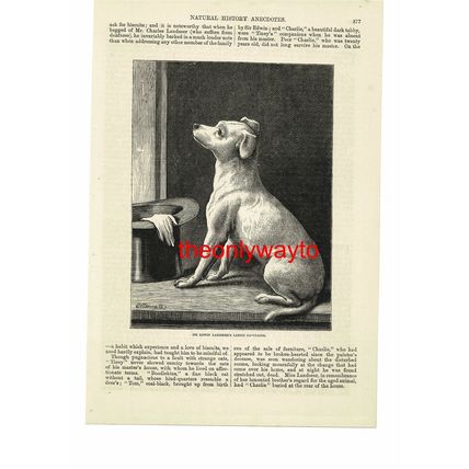 Edwin Landseer's, Latest Favourite Dog, Book Illustration (Print), 1875
