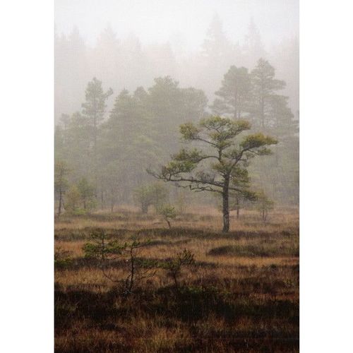 Posti: Torronsuo National Park - Autumn Morning