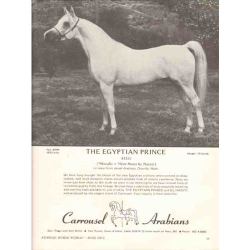 carrousel arabians 1972 egyptian prince stud equestrian vintage ad