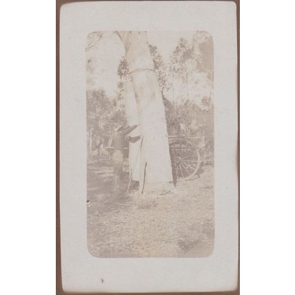 African Wood Tree Cutter Craft Roof Cart Falls Off Box Antique RPC Old Postcard