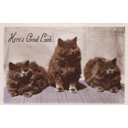 E172 CAT POSTCARD - HERES GOOD LUCK