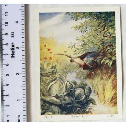 Vintage: God and His World Lesson 4, Natural Life