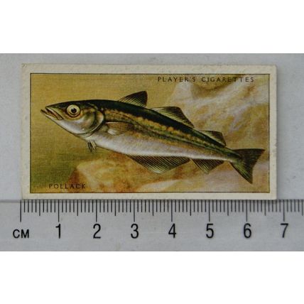 1935 Players Sea Fishes No. 21 Pollack