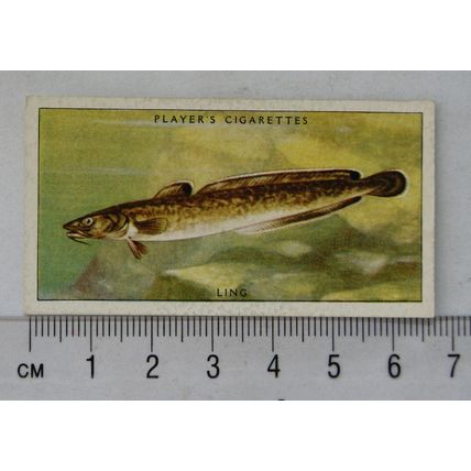 1935 Players Sea Fishes No. 22 Ling